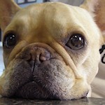 Critter Care Spartanburg