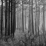 Changing Moods...50 Years in Black & White Photography by John Dersham