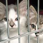Valley River Humane Society